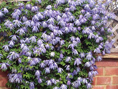 A Clematis seen in Turners Hill Road