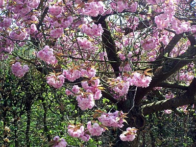 Prunus tree in vicarage garden